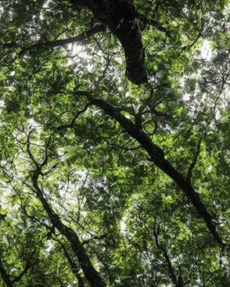 Bæredygtig produktion af valnøddetræer: Hvordan du kan bidrage til en grønnere fremtid