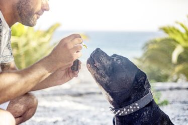 Hvad gør formula swiss’ økologiske cbd olie til danmarks foretrukne valg?