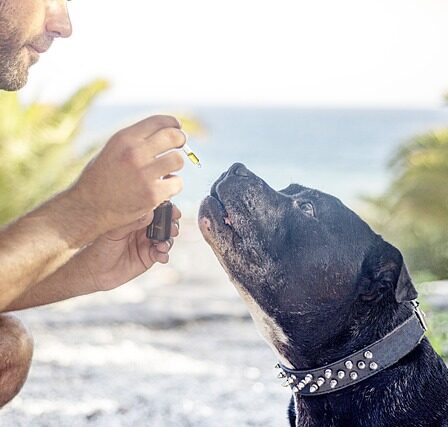 Hvad gør formula swiss’ økologiske cbd olie til danmarks foretrukne valg?