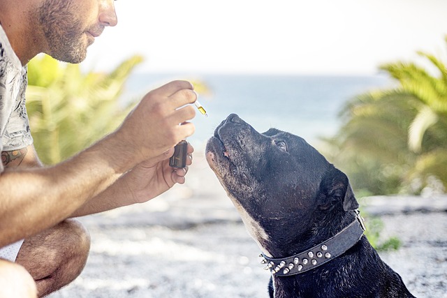 Hvad gør formula swiss’ økologiske cbd olie til danmarks foretrukne valg?
