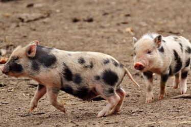 Glade grise: Sådan forbedrer spåner på gulvet adfærden