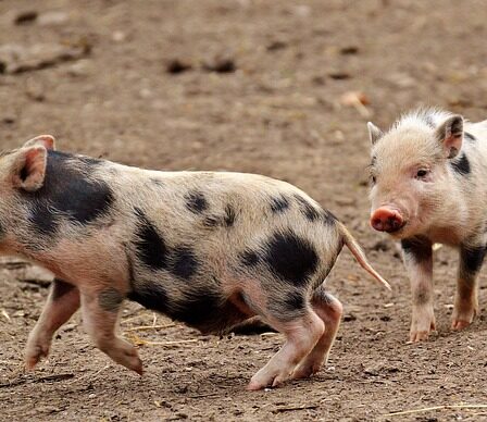 Glade grise: Sådan forbedrer spåner på gulvet adfærden