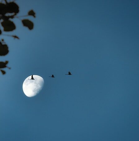 Opdag Odenses naturlige skønhed: 7 oplevelser i den grønne by