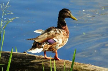 Fra begynder til mester: Krydsordstricks du skal kende