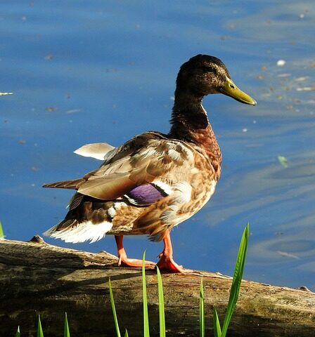 Fra begynder til mester: Krydsordstricks du skal kende