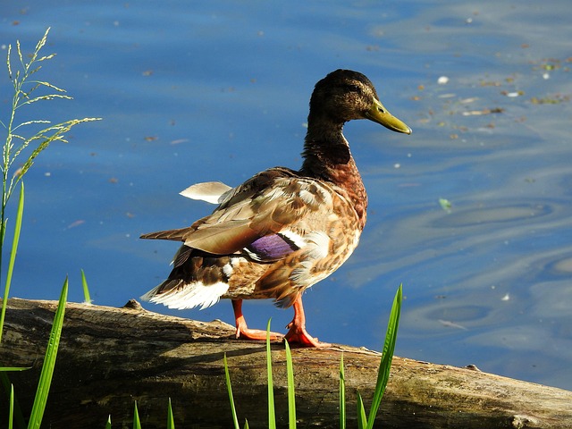 Fra begynder til mester: Krydsordstricks du skal kende