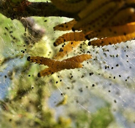 Sådan undgår du skadedyr i dine plantesække