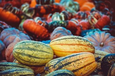 De glemte grøntsager – sådan får du pastinak og skorzonerrod ind i køkkenet