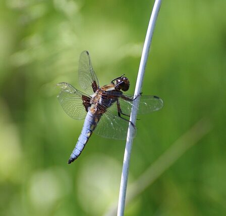 Dartskive 101: Alt hvad du behøver at vide om dartskiver