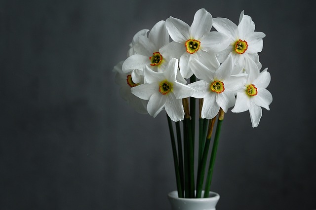 Fra blomsterbed til påskepynt: Sådan bruger du påskeliljer i din dekoration