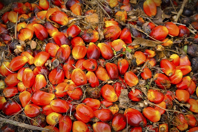 Fra regnskov til supermarked: Rejsen med palmeolie