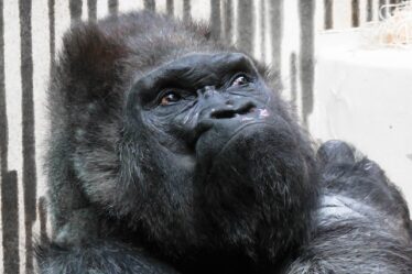 Eksempler på kampagnerkoder tiol Gorillas - 10 fantastiske eksempler.
