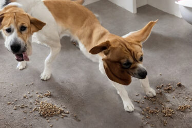 Glem alt om madspild og beskidte gulve med det rigtige underlag til din hunds madskål